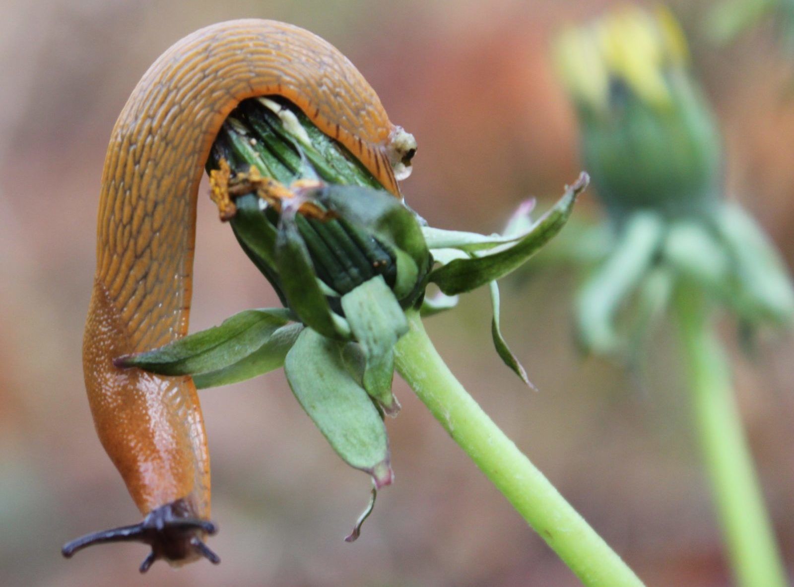 What do slugs and snails eat, and how can you garden alongside them?