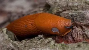 a slug breaks down rcw