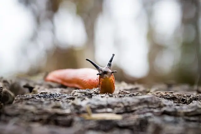 slugs have many predators
