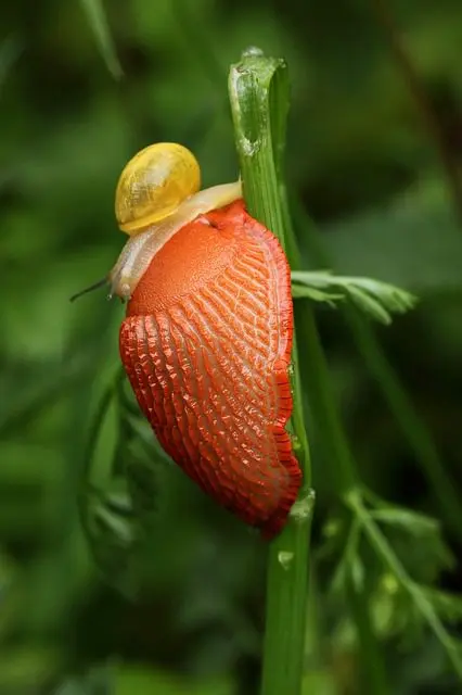 Red slug with a small snail on its back, clinging to a stem