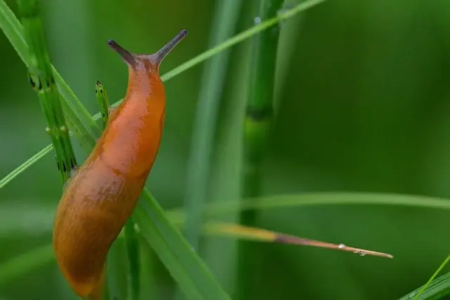 garden slug arion hortensis in grass