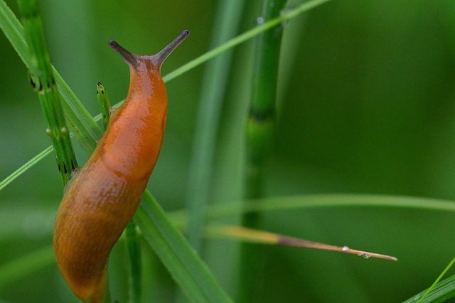 Garden slug (Arion hortensis) – understanding and managing it