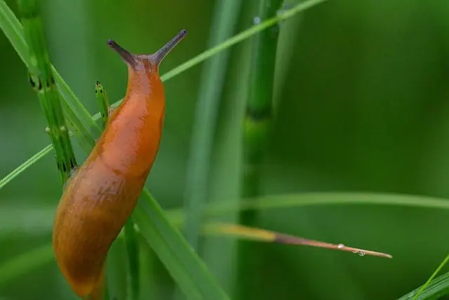here's how to drive slugs away