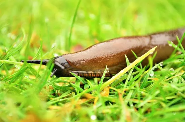 the lifetime of a slug