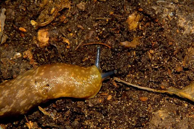 grey field slug