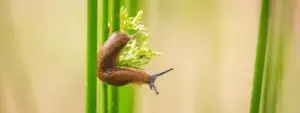 slugs