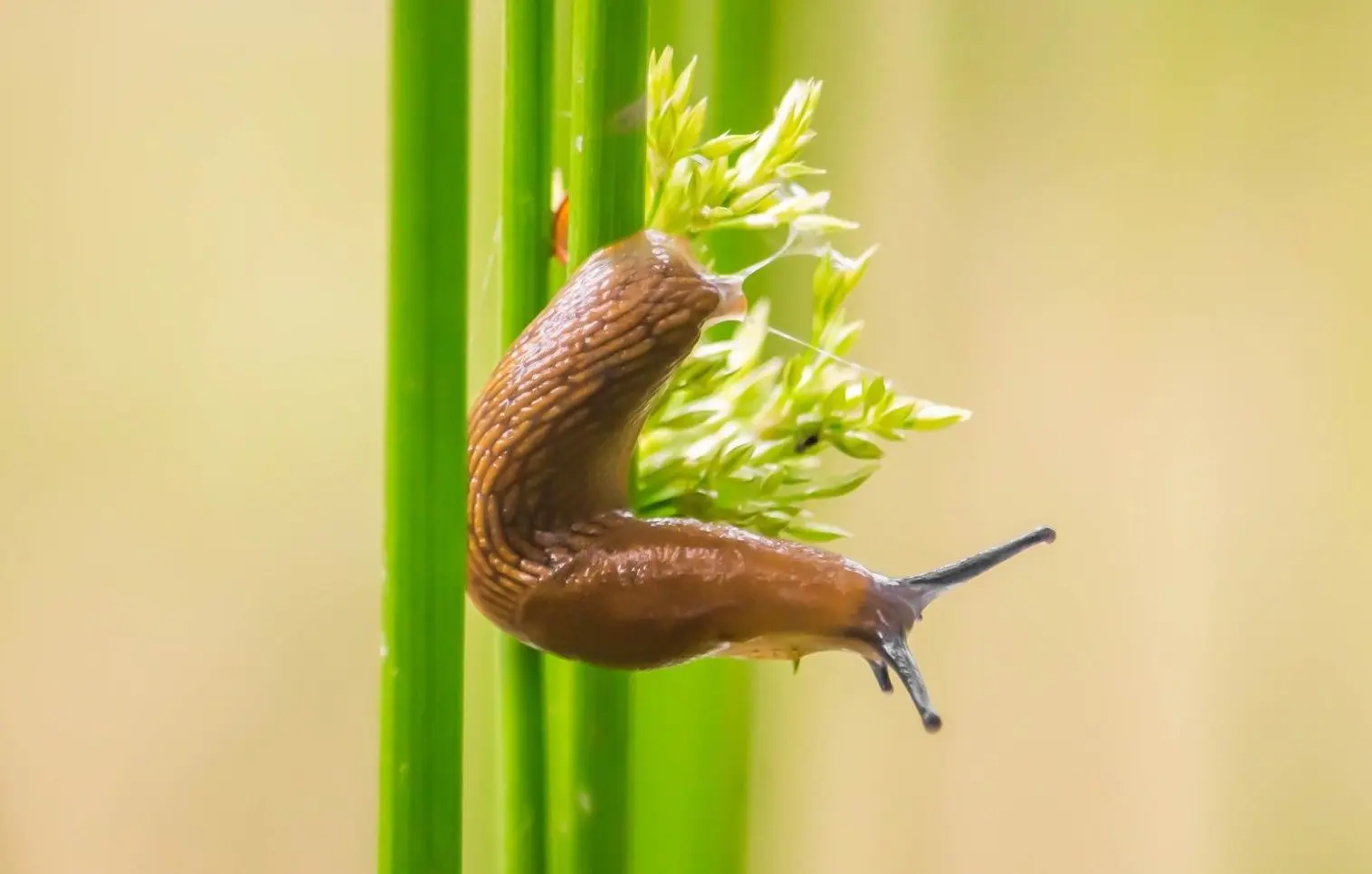 what use are slugs?