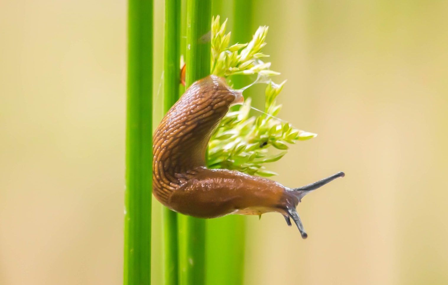 Slugs: their usefulness in the garden, what they indicate, and holistic management through reshaping the habitat