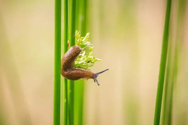 baby slug