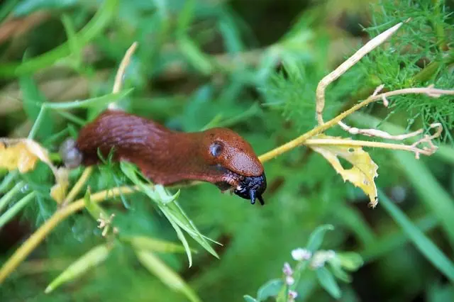 slug