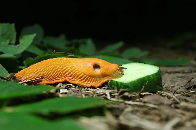 slug