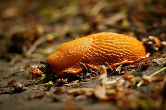 a huge orange slug