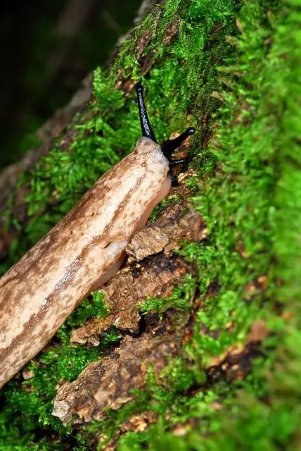 a white slug