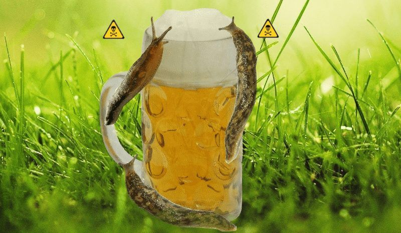 Beer traps for slugs: a really bad idea