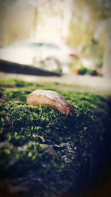 The grey field slug (Deroceras reticulatum) – Identification, way of life, and managing it in the garden.