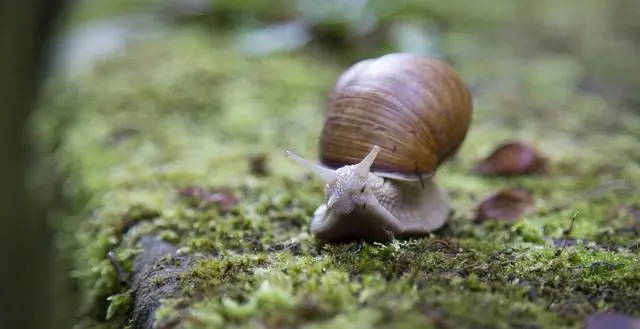 garden-slug