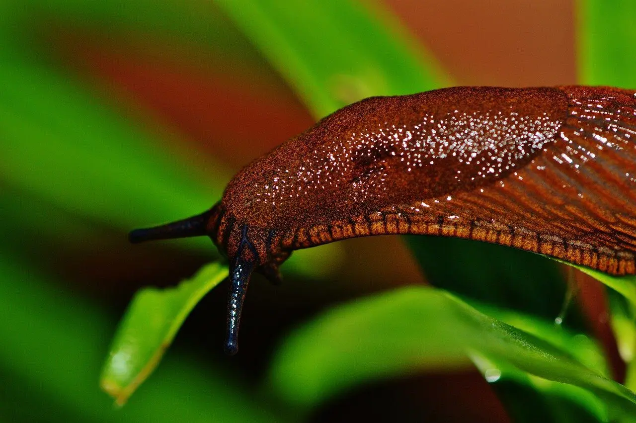 slugs eaten by ground beetles