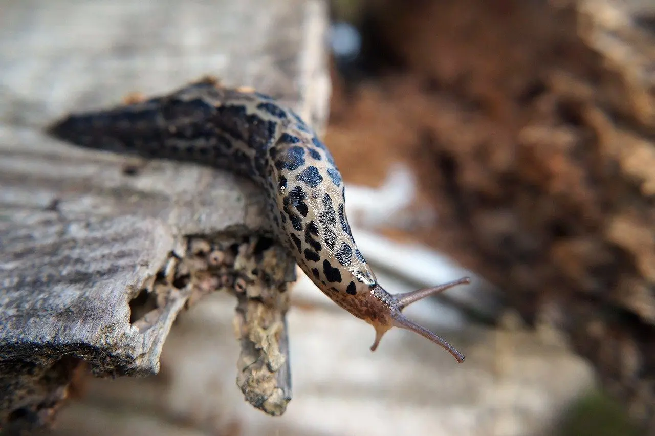 photo of a leopard slug (or tiger slug)