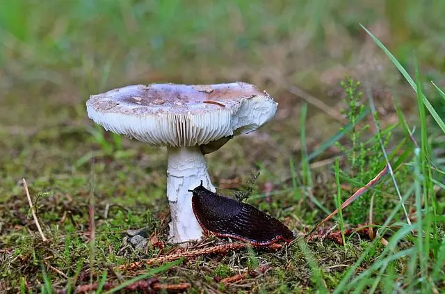 a black slug eating a mushroom