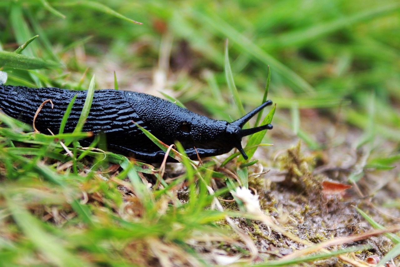 Here's why slugs are invading your garden