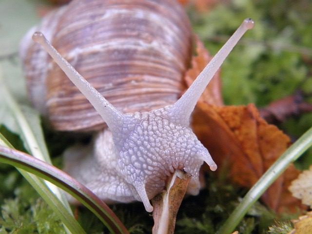 Here's how to stop snails eating your plants: lettuces, flowers, courgettes, strawberries and other leaves.