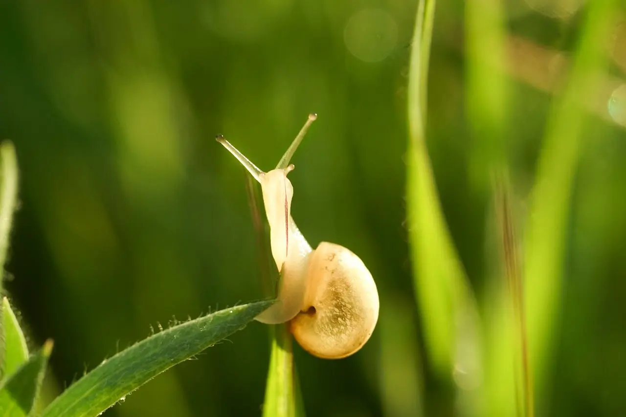 photo of a slug-repellent plant