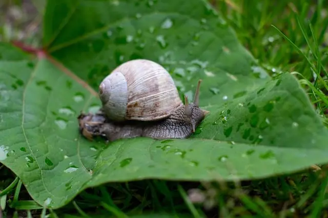 a snail eating a plant leaf