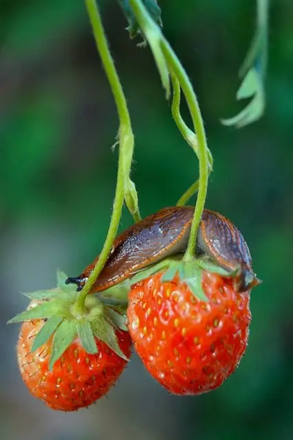 slug eating strawberries