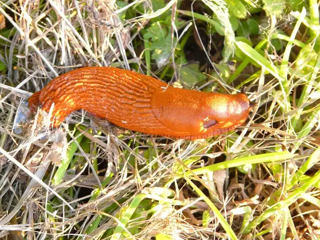 red slug reproduction