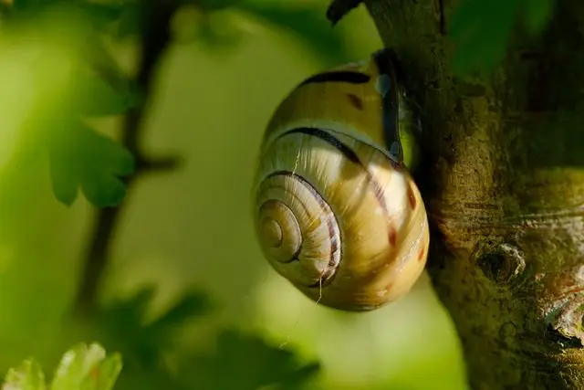 a snail sleeping on the trunk of a shrub