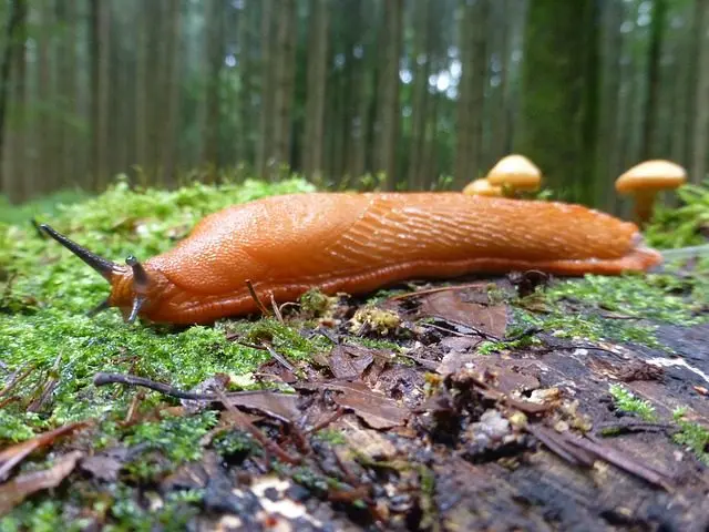 a slug