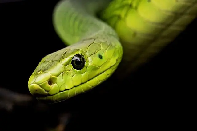 venomous