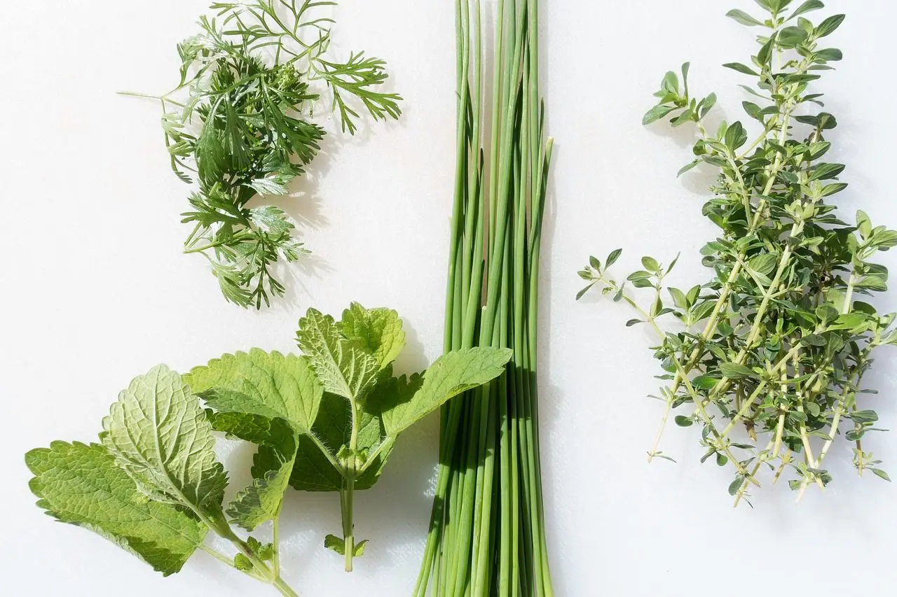 aromatic herbs that slugs don't like to eat