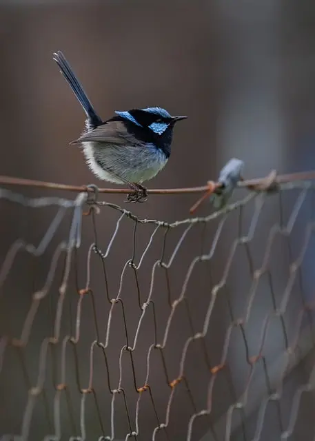 wire fencing
