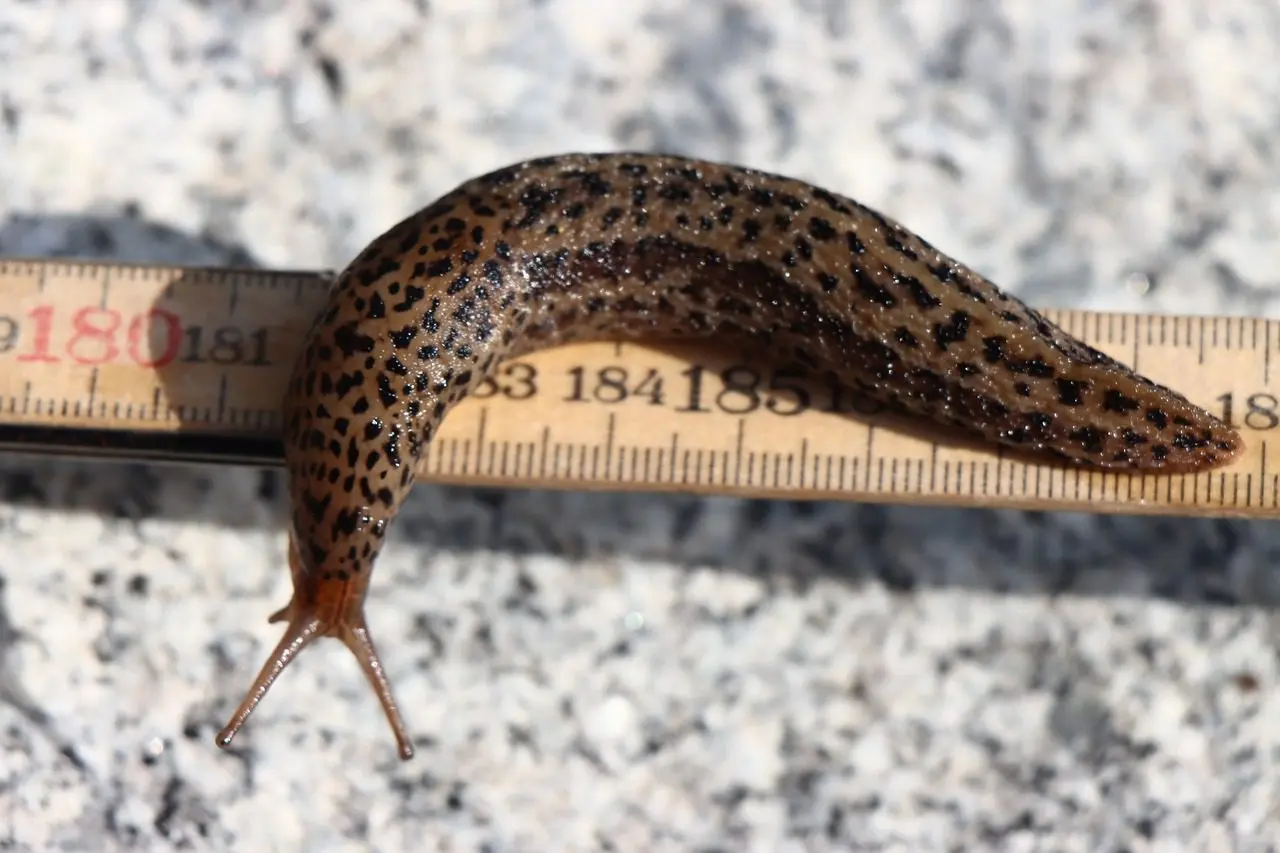 tiger-striped leopard slug