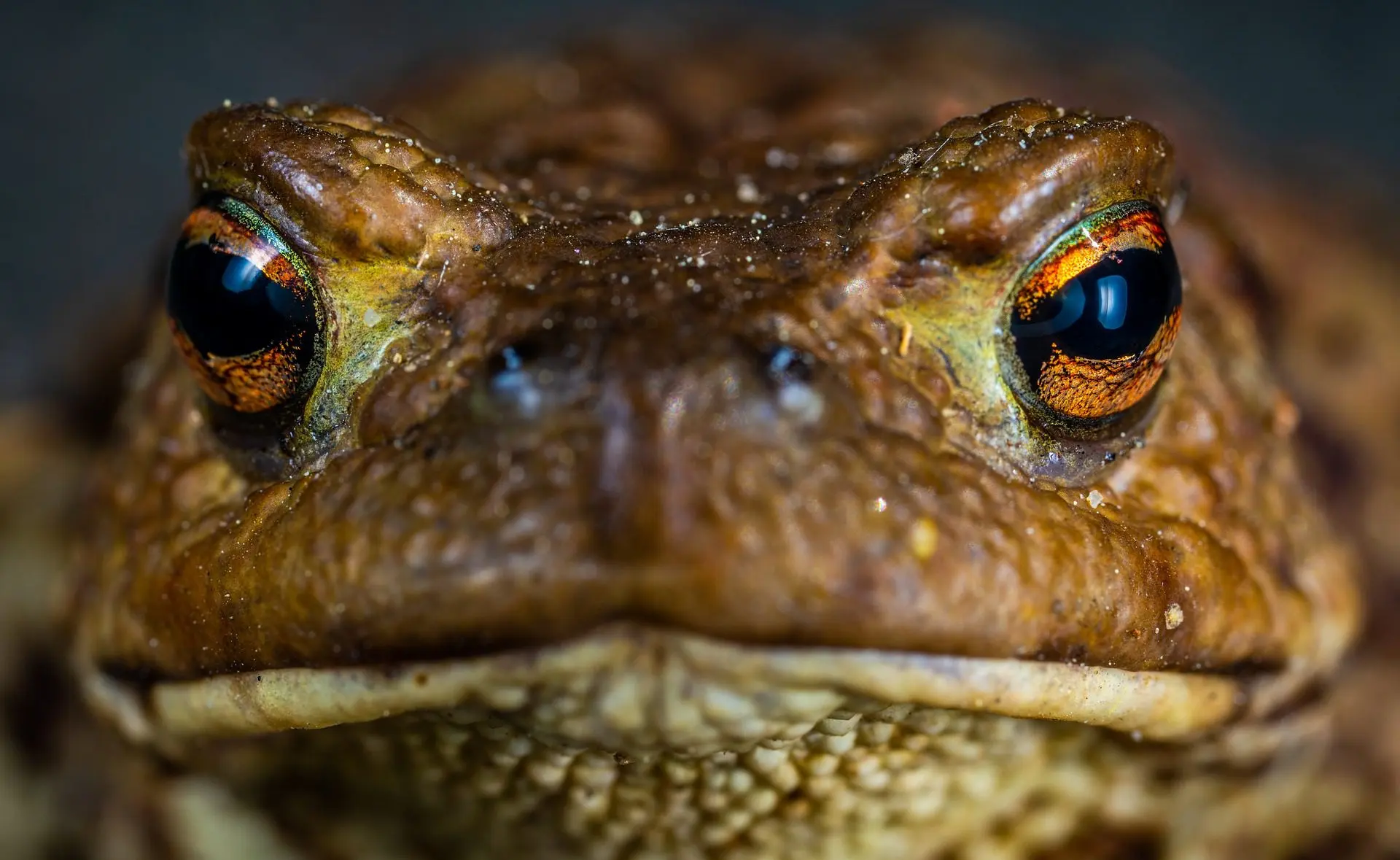 A toad seen from the front