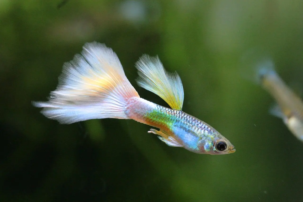guppies eat the mosquitoes in a pond