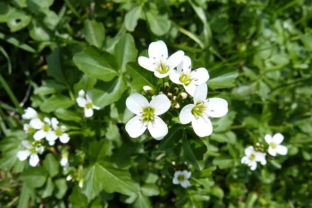 cress is a slug-repellent plant