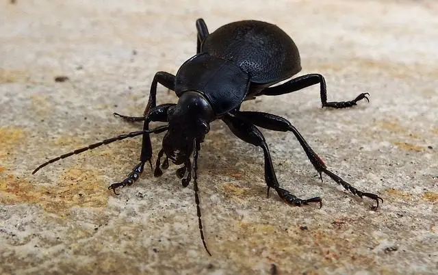 the ground beetle is a slug predator