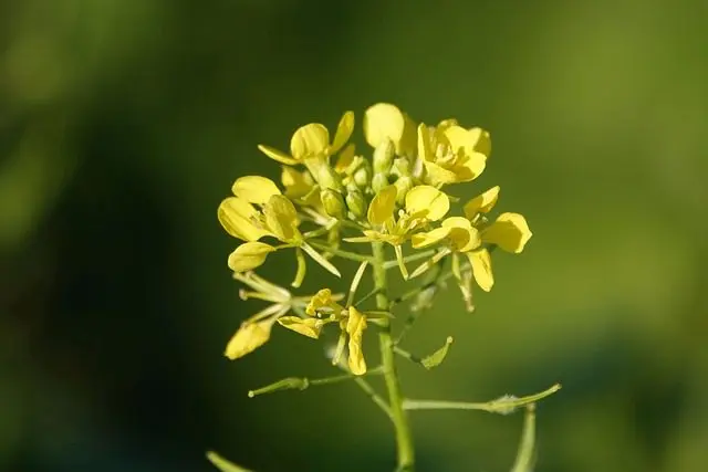 white mustard against slugs